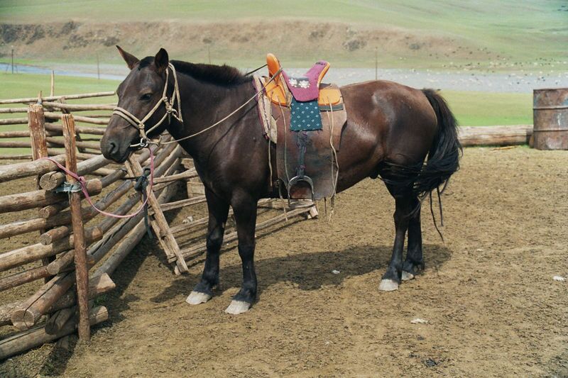 Caption: A Mongol horse (with trimmed mane) in traditional riding gear